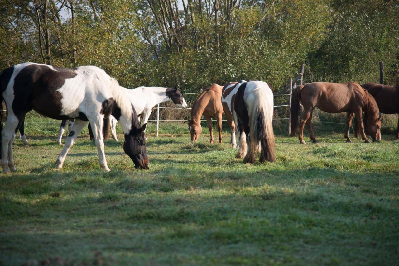 Ranchzimmer Am Hippo-Campus Reit- Und Therapiezentrum Deutsch Haslau Buitenkant foto