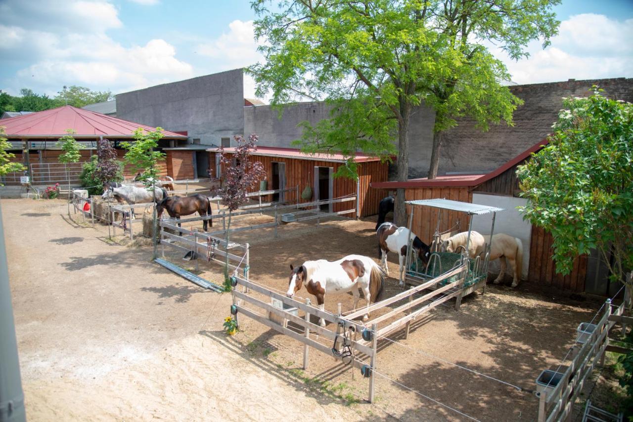 Ranchzimmer Am Hippo-Campus Reit- Und Therapiezentrum Deutsch Haslau Buitenkant foto