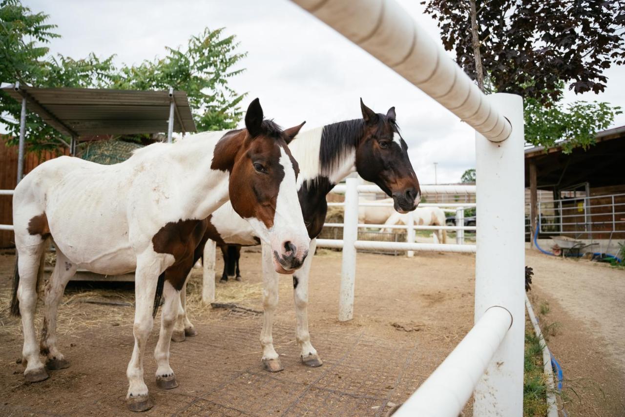 Ranchzimmer Am Hippo-Campus Reit- Und Therapiezentrum Deutsch Haslau Buitenkant foto