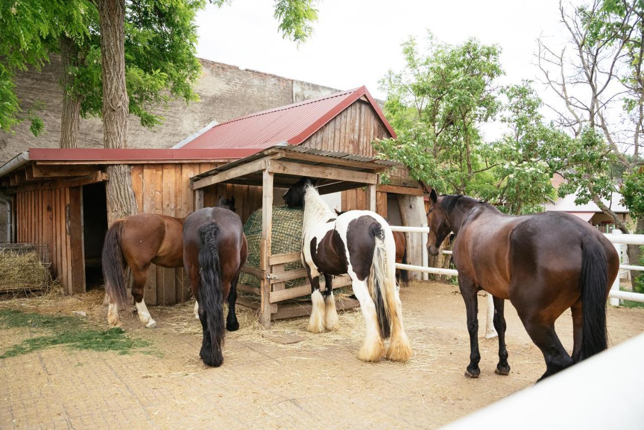 Ranchzimmer Am Hippo-Campus Reit- Und Therapiezentrum Deutsch Haslau Buitenkant foto